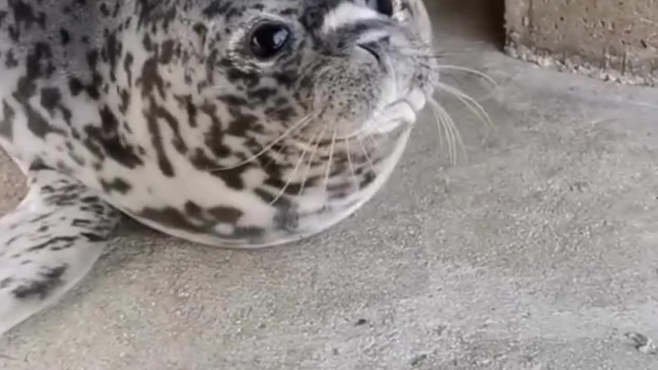 DO U KNOW WHAT A BABY SEAL SOUNDS LIKE?