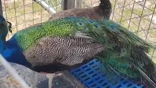 pretty peacock