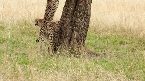 A chita hunting in forest