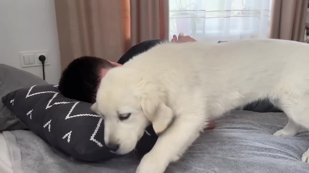 Golden Retriever Puppy Wakes Up Owner [Cutest Alarm Clock Ever]