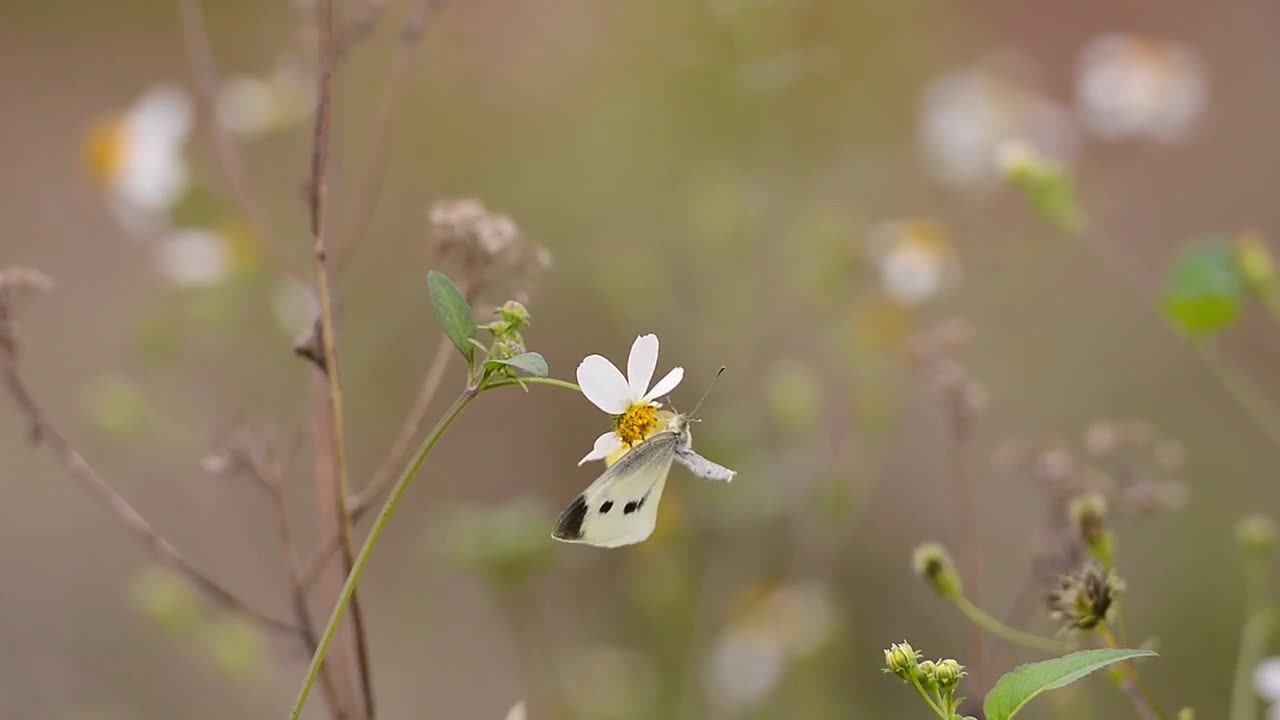 Naturn Flower Blue Butterflies