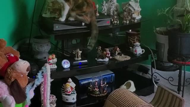 Cat Attacks TV After Seeing Mice