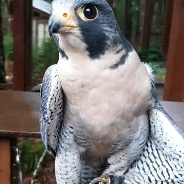 Pele, a Peregrine Falcon, flaunting his Malar Strips!