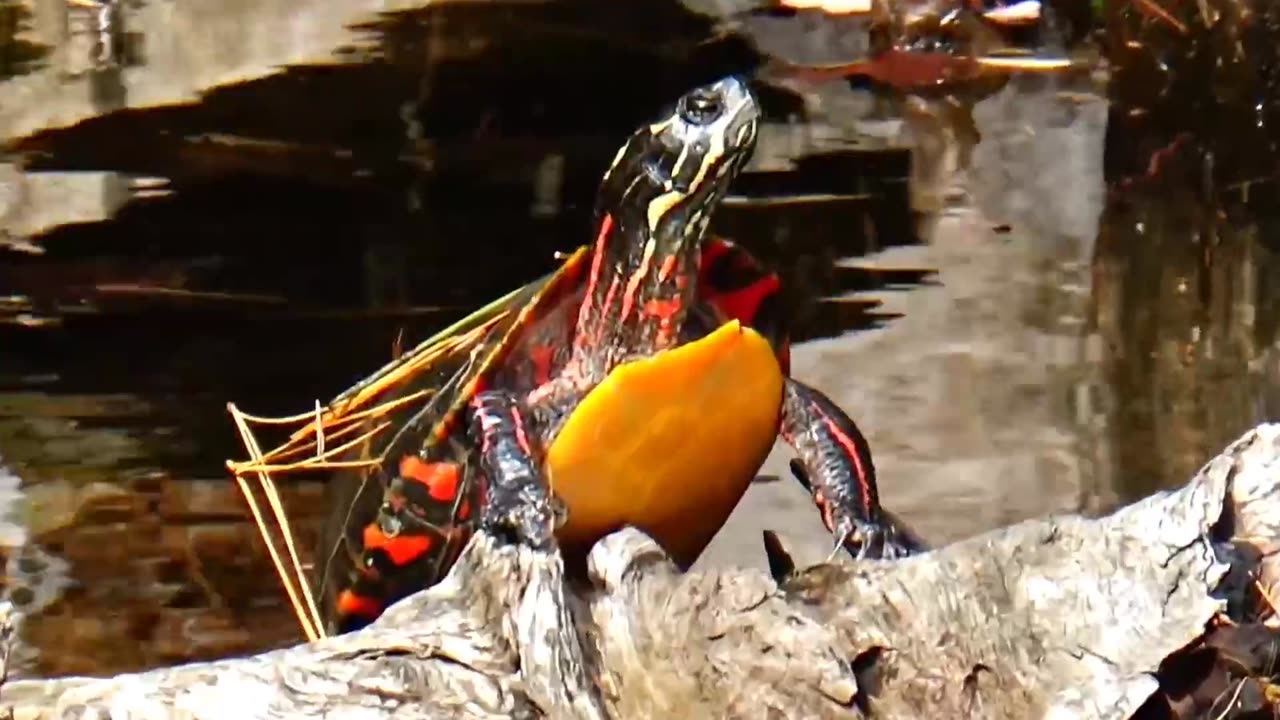 Painted Turtle