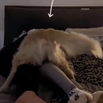 Don't do this human🤣😂