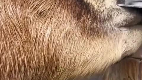 Funny animals 2022 watch it😂😂😂😂😂😂