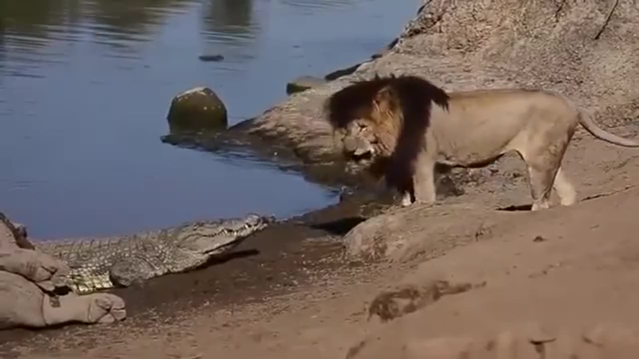 Lion attack