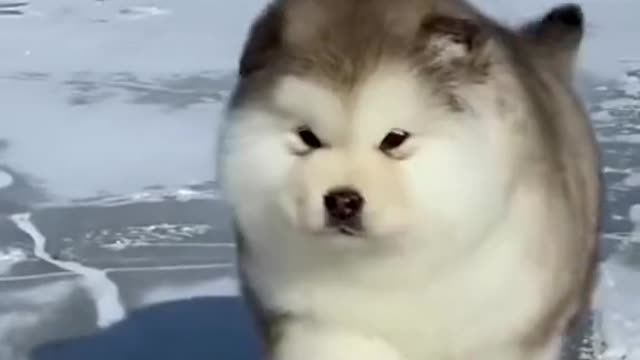 The baby dog is so cuteš„°