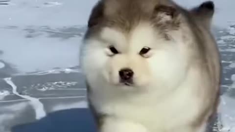 The baby dog is so cute🥰