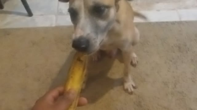 Cachorro comedor de banana