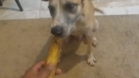 Cachorro comedor de banana