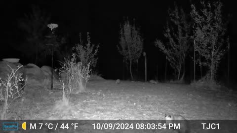 Opossums, Raccoon