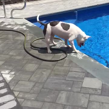 Inteligente perro crea su propia fuente de agua