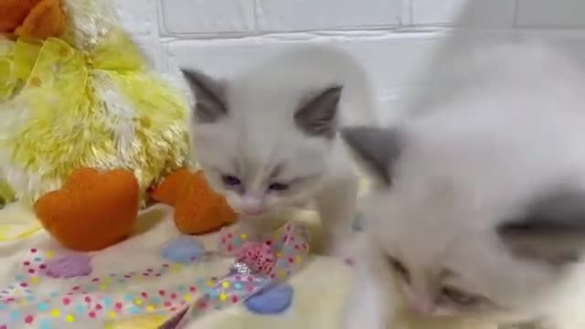 Funnyvideos