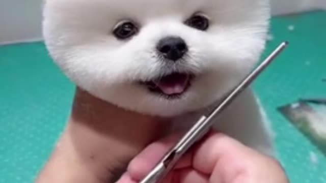 cute & funny dog