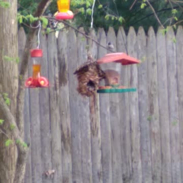 White breasted nuthatch bird