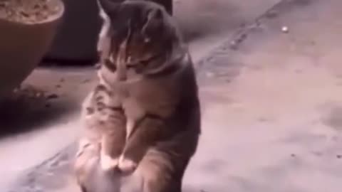 FUNNY ANIMALS🐶 VIDEOS 🐕TRY NOT TO LAUGH FUNNY CATS 🐾🐈FUNNY😺 DOGS CUTEST ANIMALS