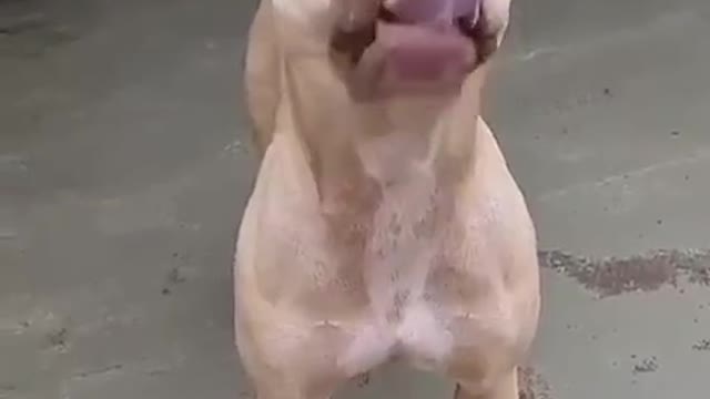 FUNNY AND CUTE DOGS...