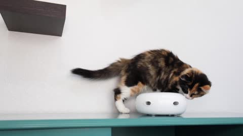 Improved Ambush Interactive Electronic Cat Toy