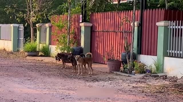 Three Dogs Protected The Children from The Strangers