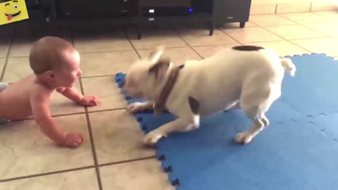 Dog having fun with baby