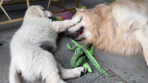 Puppy Plays with Golden Retriever