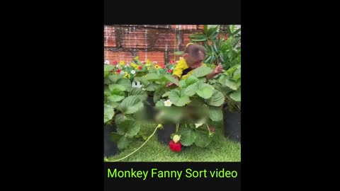 So cute Monkey Fanny Sort video