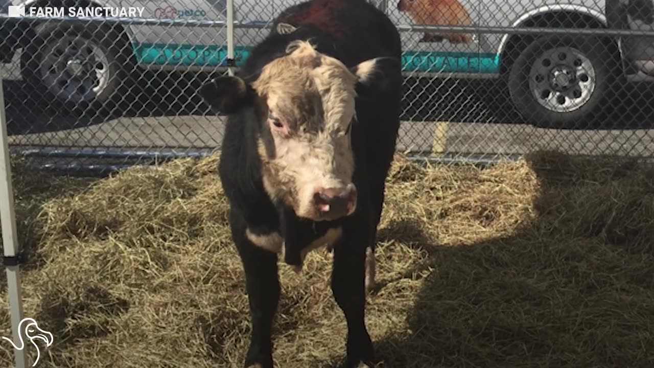 John Stewart Helps Bull Escapes Slaughter | The Dodo