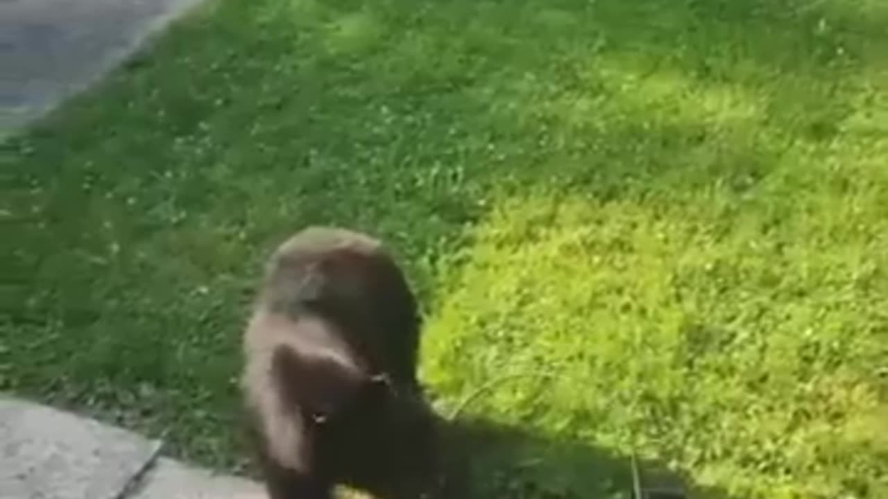 Cat Sees Bear For the First Time