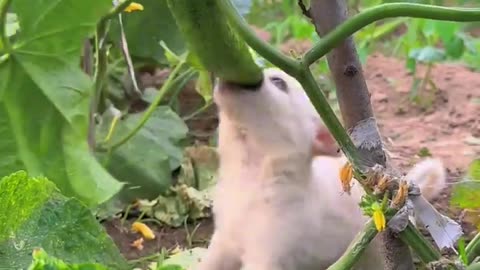 The dog has a sense of rhythm after eating cucumbers