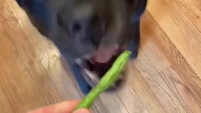 Will it bite hand😨