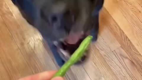 Will it bite hand😨