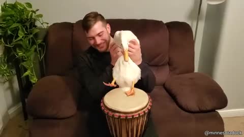 Duck That Can Play The Drums_Cut