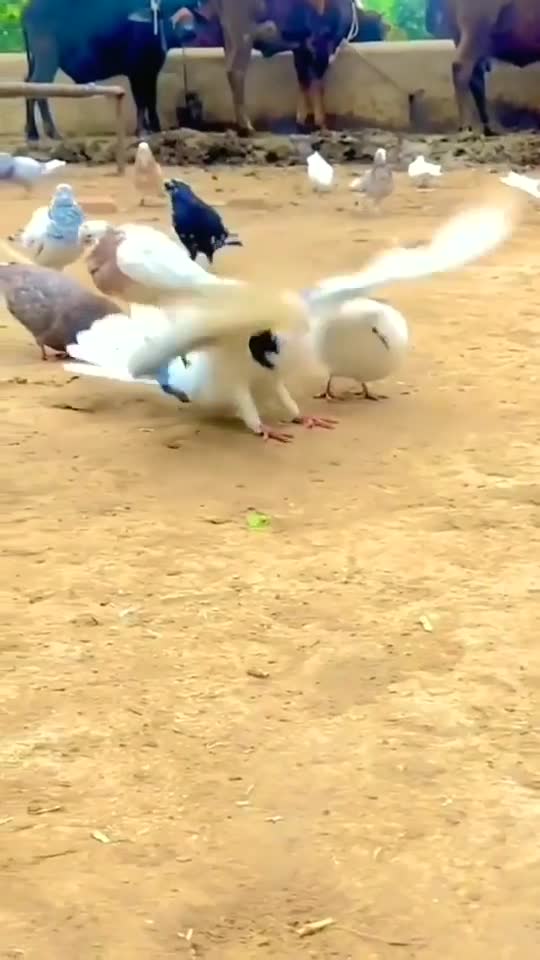 parrot dancing