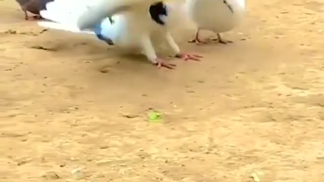 parrot dancing