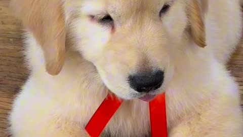 Meet the adorable golden retriever puppy!