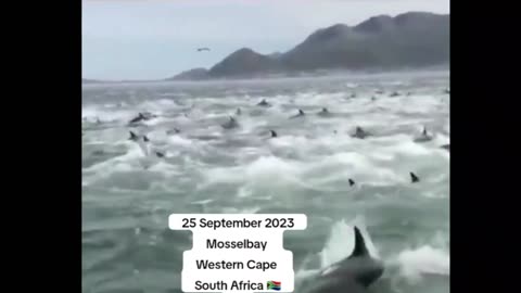 Dolphins and Whales Flee South Africa!!