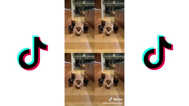 CUTE DOGS TIKTOK COMPILATION