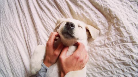 Cute dog seeking attention , Impossible to resist such a cute face 💞🙂 #puppy #doglife #dogs #pet