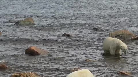 Polar Bear Protecting Her Cub