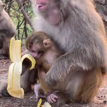 Swedish wellfare system