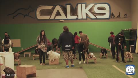 Dog Training
