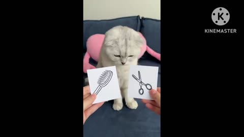 Cat vairal video