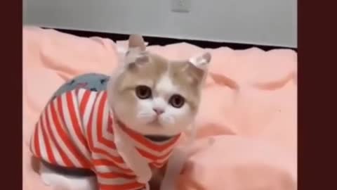 Cat training