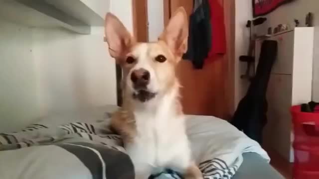 Luis fonsi - Despacito (Dog version)