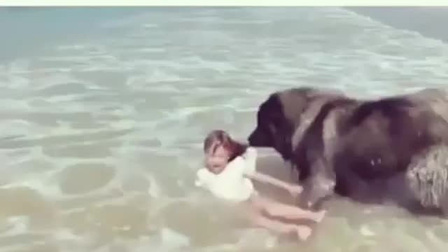 Dog saves girl from drowning 😧🐶