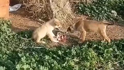 Cute little dogs wrestle 😁