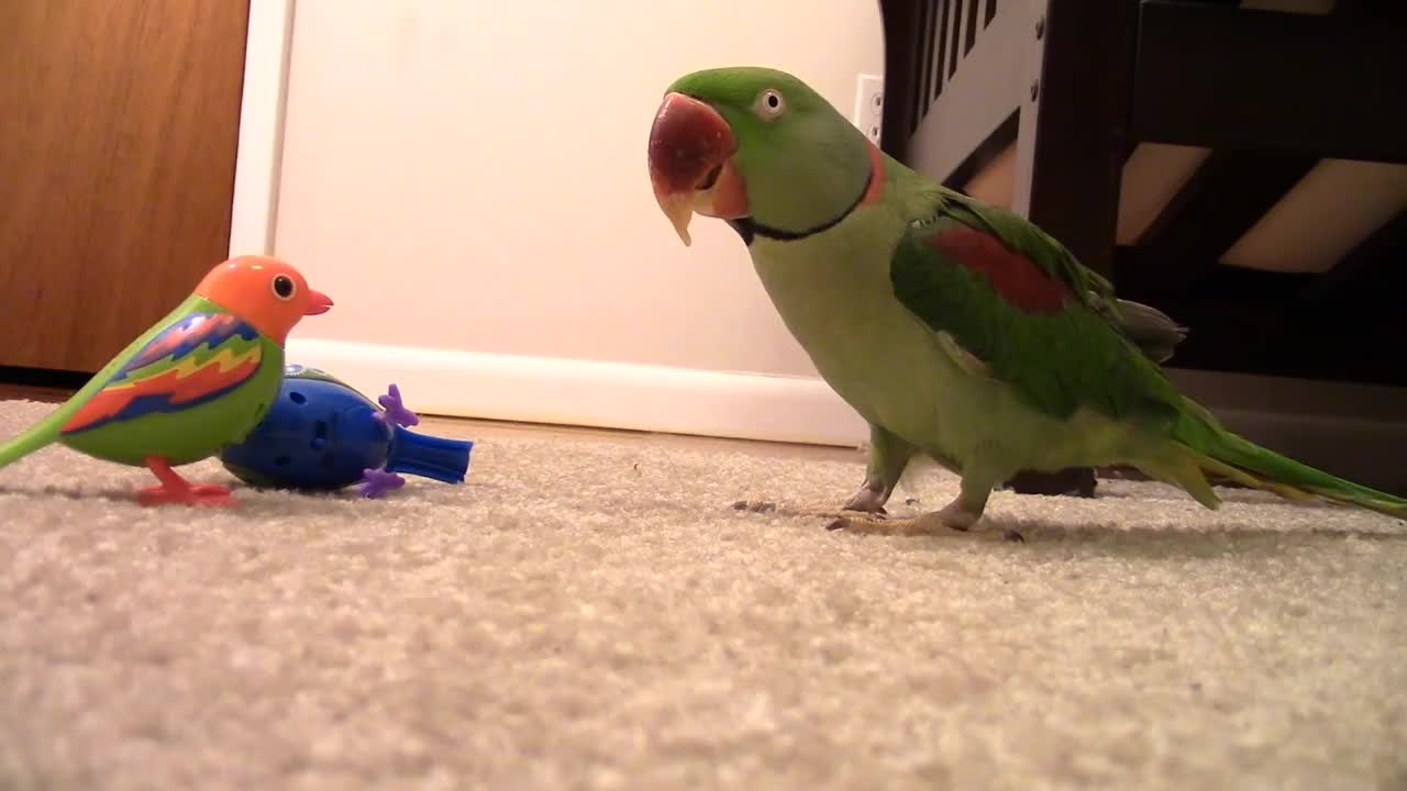 Real Bird's Reaction to Digibirds