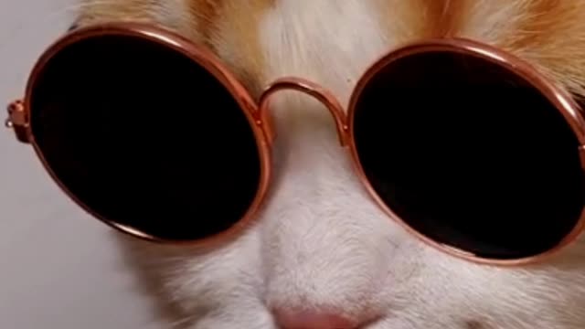 cute cat wears glasses to attract the opposite sex