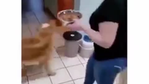 Funny Dog Video 16 😂 #Shorts 😂